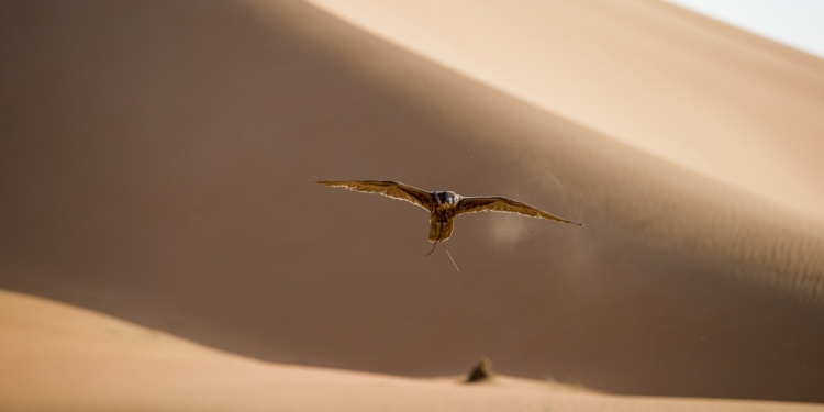 Bentayga Falconry By Mulliner. Photo by Bentley Motors